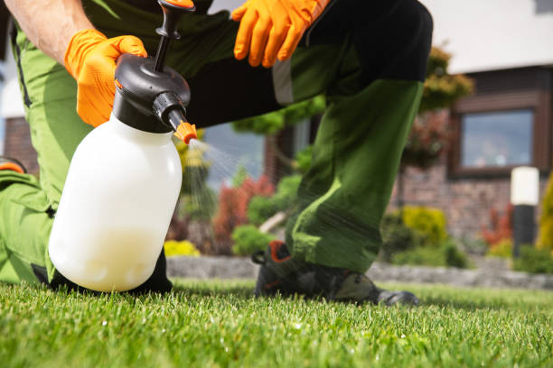 Best Wasp Removal Services  in Mckees Rocks, PA