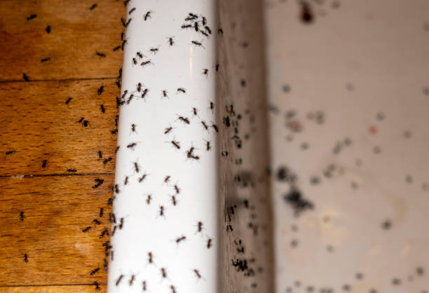 Best Commercial Pest Control Services  in Mckees Rocks, PA